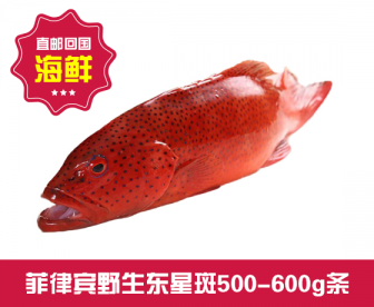 【直发回国】菲律宾野生东星斑500-600g 【直发回国】菲律宾野生东星斑500-600g